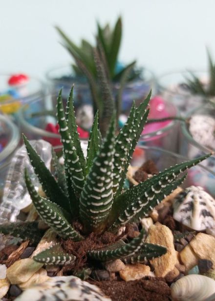 Романтическое свидание. Создание флорариума с песочной церемонией