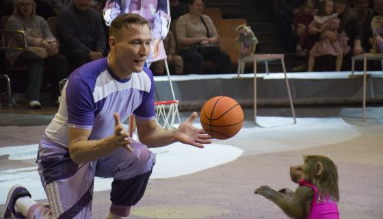 Цирк-шапито «Виват»