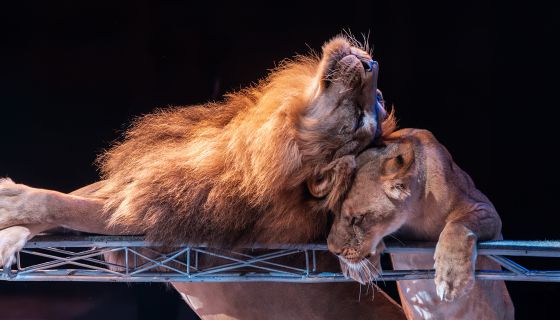 Цирк-шапито «Виват»