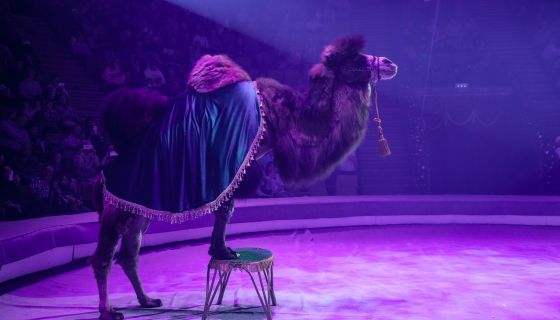 Цирк-шапито «Орион». Шоу «Дикий карнавал»