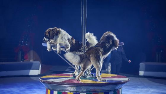 Цирк-шапито «Орион». Шоу «Дикий карнавал»