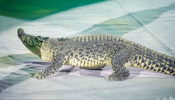 Цирк-шапито «Орион». Шоу «Дикий карнавал»