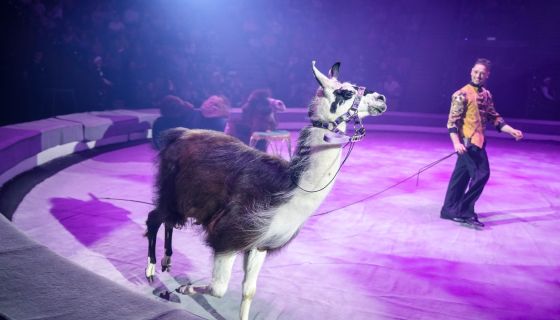 Цирк-шапито «Орион». Шоу «Дикий карнавал»