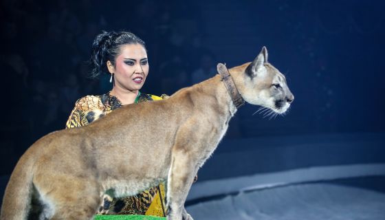 Цирк-шапито «Орион». Шоу «Дикий карнавал»