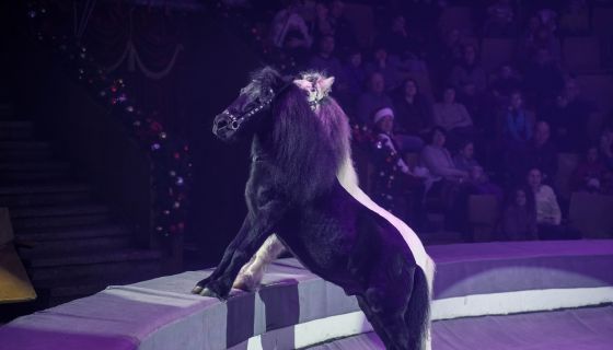 Цирк-шапито «Орион». Шоу «Дикий карнавал»